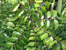 Image result for Clausena anisata