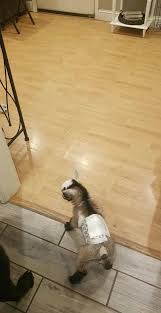 Maybe you would like to learn more about one of these? Animal Affair Traveling Petting Zoo Home Facebook