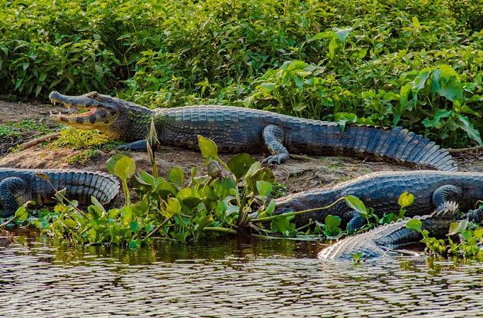 Transpantaneira Pantanal nos Confins do Mato Grosso - Brasil - Got2Globe