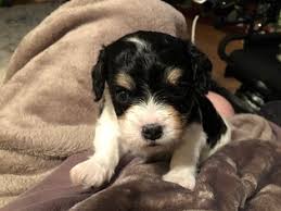 These adorably fluffy cavapoo puppies are a cross between a cavalier king charles spaniel and a miniature poodle. Puppyfinder Com Cavapoo Puppies Puppies For Sale Near Me In Virginia Usa Page 1 Displays 10
