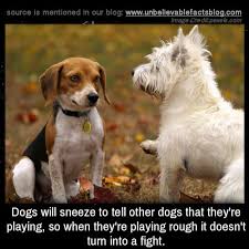 Dogs Will Sneeze To Tell Other Dogs That They Re Playing So When They Re Playing Rough It Doesn T Turn Into Introducing A New Dog Aggressive Dog Dog Training