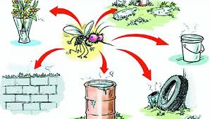 The most common culprit is the aedes the extract from papaya leaves is a proven way to cure dengue fever (1). Safeguard Your Family From Dengue Fever The Asian Age Online Bangladesh