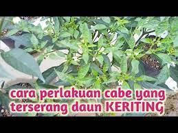 Pin On A Berkebun Yuk
