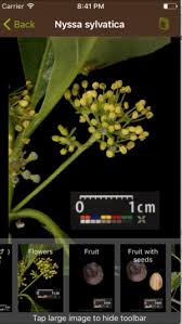 Maybe you would like to learn more about one of these? How To Identify Tree By Leaves And Bark Chop Doc