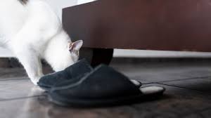 But a steady diet of tuna prepared for humans can lead to malnutrition because it won't have all raw meat and raw fish, like raw eggs, can contain bacteria that cause food poisoning. Why Do Cats Like Shoes