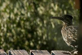 На сайте есть 9 отзывов на 4 запчасти. The Roadrunner The Cuckoo S Fascinating Southwestern Cousin Owlcation