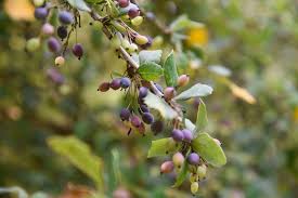Image result for Vitex doniana