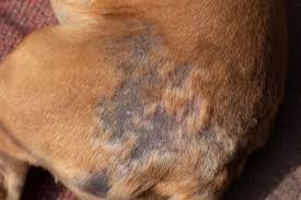 Image result for scabies dogs detail
