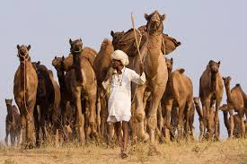 The best time to visit pushkar is during the winter season (october to march). Thousands Of Camels At Pushkar Camel Fair