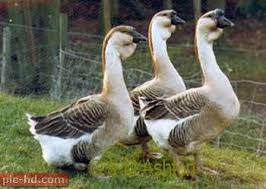 صور الإوز انواع الوز وفوائده Animals Pics
