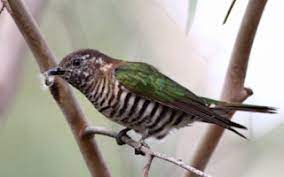 Nabi saw, si fulan lebih panjang tangannya daripada si fulan. 3. 22 Meaning Of Dreams About Golden Birds According To Javanese And Islamic Primbon Travel