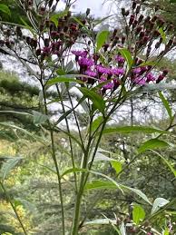 Image result for Vernonia myriantha