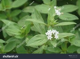 Image result for Richardia brasiliensis