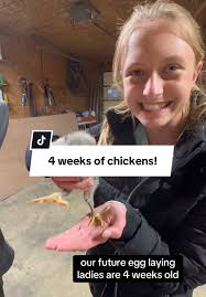 4 Week Old Chicken Laying Egg