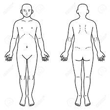 The human body generates an average of 330 btus eve. Human Body Front And Back Royalty Free Cliparts Vectors And Stock Illustration Image 56653487