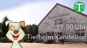 Viele helfende hände sind nötig, um die tiere im tierheim marl/haltern zu versorgen. Tierisch Tierisch Heute Abend Besuchen Wir Das Tierheim Kandelhof Dort Erwarten Euch Viele Tolle Tiere Die Ein Neues Zuhause Suchen Einige Stellen Wir Euch Heute Abend Vor 19 50 Uhr Bei