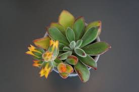 We did not find results for: áˆ Echeveria Pulvinata Guia De Cuidados 2021