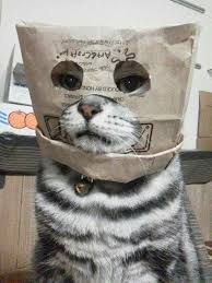  22 Aib Kucing Ideas Cat Memes Funny Cats Funny Animals