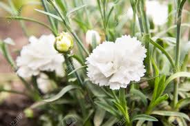 Hydrangeas are extremely popular flowers for events. Flowering Of White Carnations In The Garden Outdoor Stock Photo Picture And Royalty Free Image Image 94970234