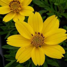 Image result for Bidens