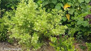 Image result for Cestrum nocturnum