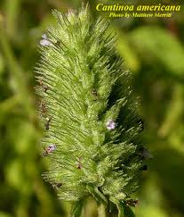 Image result for Cantinoa