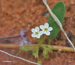 Image result for Limeum viscosum