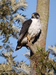 Image result for Scepocarpus hypselodendron