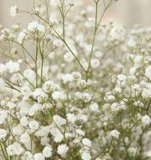 Gypsophila Paniculata Babys Breath Flowers Garden Flowers Cottage Gypsophila