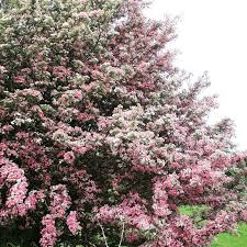 It is often referred to as the gentle as it is considered a fairy tree, it is believed to be extremely bad luck to cut one down. White Hawthorn Tree Turning Pink Mayo Ireland Hawthorn Tree Flowering Trees Tree