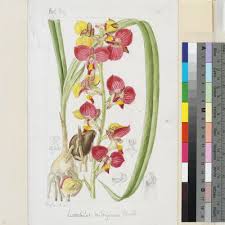 Image result for Eulophia orthoplectra