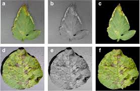 Mixed image processing techniques the rst preprocessing technique deals with the images that have. Frontiers Using Deep Learning For Image Based Plant Disease Detection Plant Science
