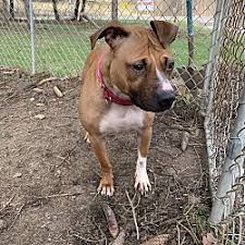 These playful boxer puppies are intelligent & friendly. Boxer Puppies For Sale In Pittsburgh Pennsylvania Adoptapet Com