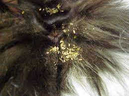 Exclusively Cats Veterinary Hospital Blog Why Does My Cat Have Grains Of Rice In Its Fur Tapeworm Infection In Cats