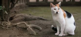 Calico Cats→ Genetics, Personality, Lifespan And Intelligence | Cats.Com