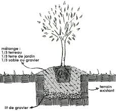 Planter Un Olivier Gamm Vert