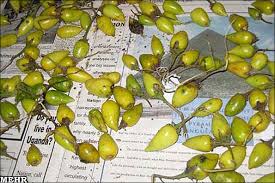 Image result for Helixanthera schizocalyx