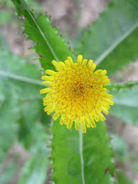 Image result for Anisopappus kirkii