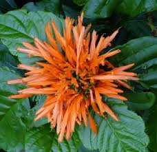 Image result for Justicia australis