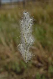 Image result for Bothriochloa