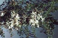 Image result for Bauhinia bowkeri