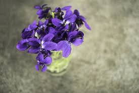 1 violet inggris ( english violet ), violet penjual bunga ( florist's violet ), atau violet kebun. Foto Gratis Bunga Violet Biru Rumput Musim Semi Alam Hippopx