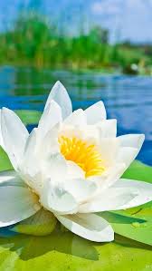 Iphone Pics Phone Lockscreen Android Wallpapers Hd Vintage Http Phonepicshare Tumblr Com Illustrations Background Rose Seeds Water Lily Android Wallpaper