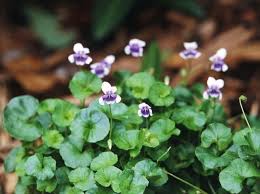 Image result for Baissea myrtifolia