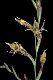 Image result for Gladiolus permeabilis
