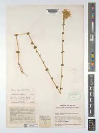 Image result for Sebaea leiostyla