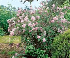 Image result for Deutzia x hybrida ′Mont Rose