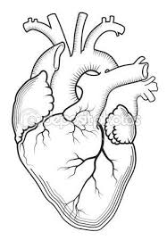 Anatomical Heart Drawing Outline Ahd04 Human Heart Tattoo Anatomical Heart Art Anatomical Heart Drawing