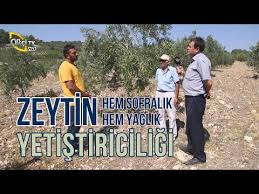 Meyve fidanımızın kaç metre aralıklarla dikileceğini öğrendikten sonra ilk yapmanız gereken fidan çukurunu açmaktır.meyve fidanı çukuruna en boy yükseklik olarak 40 cm açmanız yeterlidir.bu arada önemli dikkat fidan çukuruna açarken dikilmeyi bekleyen fidanlar açık kök fidan ise rüzgarla temas. Domat Zeytin Agaci Kac Kilo Zeytin Verir Zeytin Agaci Ne Kadar Zeytin Verir Golectures Online Lectures