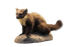 Image result for kuna lesní obrázky